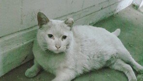 “길고양이가 쇠꼬챙이로 살해됐어요”…시민 신고에 경찰 수사 착수