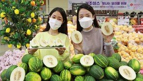 높은 당도-아삭한 식감 “파파야멜론 맛보세요”