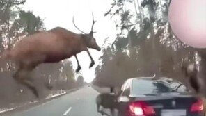 하늘로 솟구친 ㅇㅇ…운전자 급제동 시킨 동물은? (영상)
