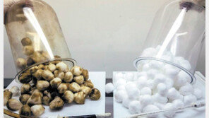 英정부 “담배 못 끊겠다면 덜 해로운 액상형 대안” 