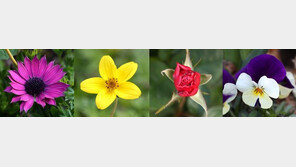 서울도심 봄꽃 향기 퍼진다[청계천 옆 사진관]