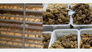 “산모 태반, 개당 6만2000원” 中 알리바바 중고장터서 버젓이 거래