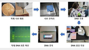 ‘목재 수종식별 쉬워진다’…국립산림과학원, 목재 DNA 추출기술 특허
