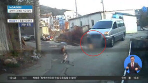  주인없는 개라고? 유기견 가족 치고 달아난 운전자