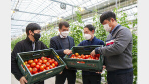 신세계푸드 5년치 토마토 선구매, “스마트팜 지원”