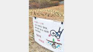 [고양이 눈]기다려지는 봄