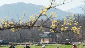 봄을 알리는 청보리밭