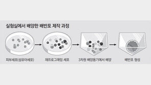 세포로 배반포 만들었다… 난치병 치료 새 길