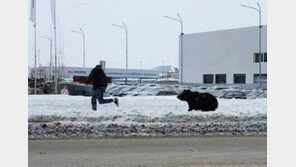 출근길 딱 마주친 곰…‘전력 질주’한 러 직장인 (영상)