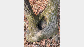 [고양이 눈]깊은 산속 옹달샘