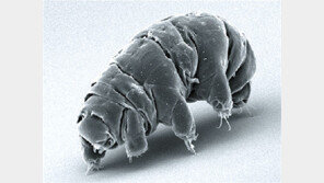 ‘지구 최강 생명력’ 물곰 우주여행 간다