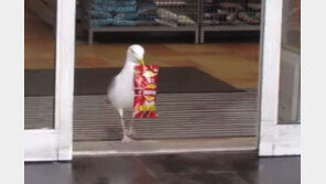 ‘한두 번 해본 솜씨 아냐…’ 마트서 과자 훔친 갈매기 (영상)