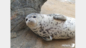 아기 참물범은 배내털 벗고 미꾸라지 사냥중 (영상)