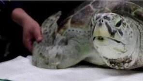 마다가스카르서 거북이 먹고 식중독으로 19명 사망