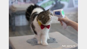 이탈리아서 고양이 ‘영국 변이’ 확진…주인한테서 옮아