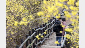 꽃샘추위에도… 응봉산 개나리는 활짝