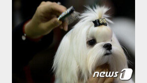 ”청각 장애인은 애견미용사 못한다”…실기 고사장서 문전박대