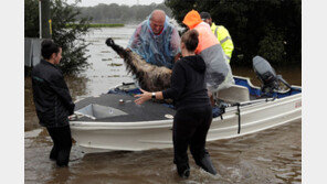 호주 기록적 폭우… 동물 구조 나선 시민들