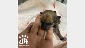 탯줄도 안 뗀 강아지 쓰레기 봉투에 버려져…행인에 구조