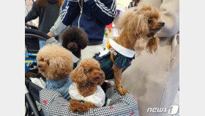 고양시, 저소득층에 반려동물 의료비 최대 20만원 지원