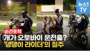 개가 오토바이 운전을? ‘댕댕이 라이더’의 신나는 질주(영상)