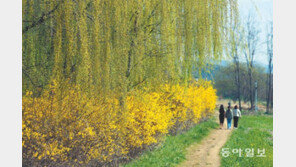 수양버들과 활짝 핀 개나리