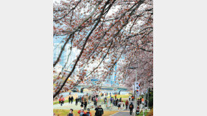 “벚꽃이 활짝 피었어요”