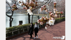서울 벚꽃 24일에 폈다…관측 99년만에 가장 빠른 개화