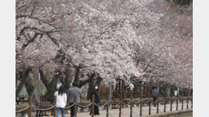 “벌써 서울에 벚꽃이” 99년 만에 가장 빠른 개화
