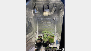 집에서 대마초 재배해 SNS로 판매한 30대 구속…구매한 16명 입건