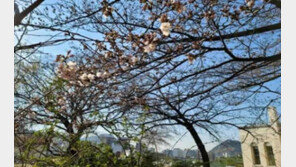 24일 서울에 벚꽃이 피었다…개화 관측 시작된 이래 가장 빨라