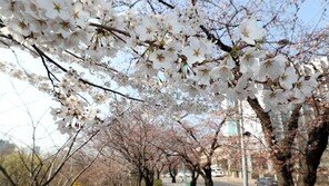 “서울 봄꽃축제, 올해도 온라인으로 만나요”