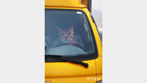 [고양이 눈]초보운전 고양이