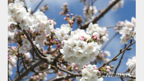 “그대여, 그대여… 벚꽃 잎 울려 퍼질 이 거리를 올해도 못 걷나요”