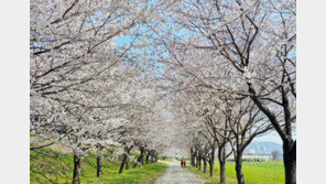 ‘벚꽃 찾아 삼만리’ 상춘객 풍선효과 우려…대학가 비상
