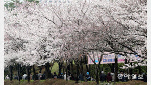 코로나에도 꽃구경은 못 참아… 석촌호수 폐쇄 앞두고 상춘객 북적