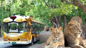 에버랜드 “45년 추억 안고, 굿바이 사파리 버스”