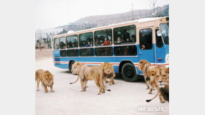 에버랜드 ‘사파리버스’ 45년간의 추억 남기고 은퇴