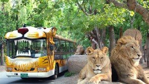 에버랜드 사파리버스, 45년 만에 운행 종료한다