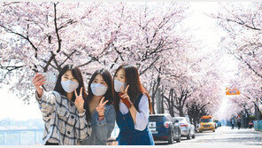 벚꽃 활짝 핀 금호강변