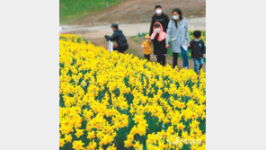 구례 지리산에 노란 수선화 물결