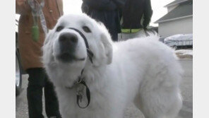 “도와주세요” 쓰러진 주인 구하려 차 막아선 견공 (영상)