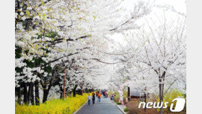 동대문구 장안벚꽃길 봄꽃축제 취소…“유튜브로 꽃구경 하세요”