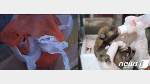 탯줄 안떼고 쓰레기봉투에 버려졌던 새끼 강아지…“새주인 찾아요”