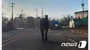 개들 짖는 소리에 놀라 승마장 탈출한 말 도로 활보