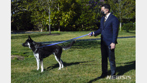 “나 건들지 마, 컹컹”…바이든의 셰퍼드, 또 사람 물었다