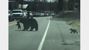 ‘육아 난이도 최상’ 새끼 곰 4마리 데리고 길 건너기 (영상)