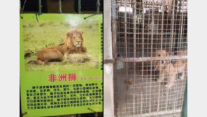 사자 대타 뛰는 개?…‘재정난’ 中 동물원의 황당 전시