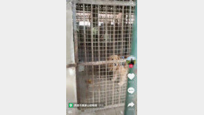 “얘들이 사자라고요?”…‘대타’ 뛰느라 바쁜 中 강아지들