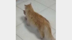 “내 새끼들 아프다” 병원에 물고 온 어미 고양이 (영상)